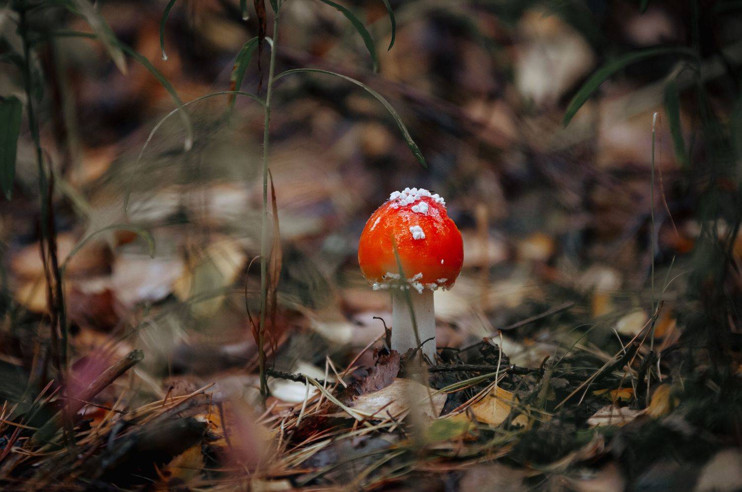 , Динара Зуйкова