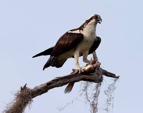 Osprey with Prey - Скопа с добычей