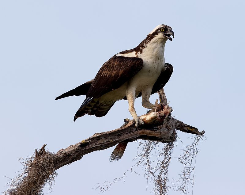 скопа, osprey, florida, флорида, хищные птицы, raptor Osprey with Prey - Скопа с добычей фото превью