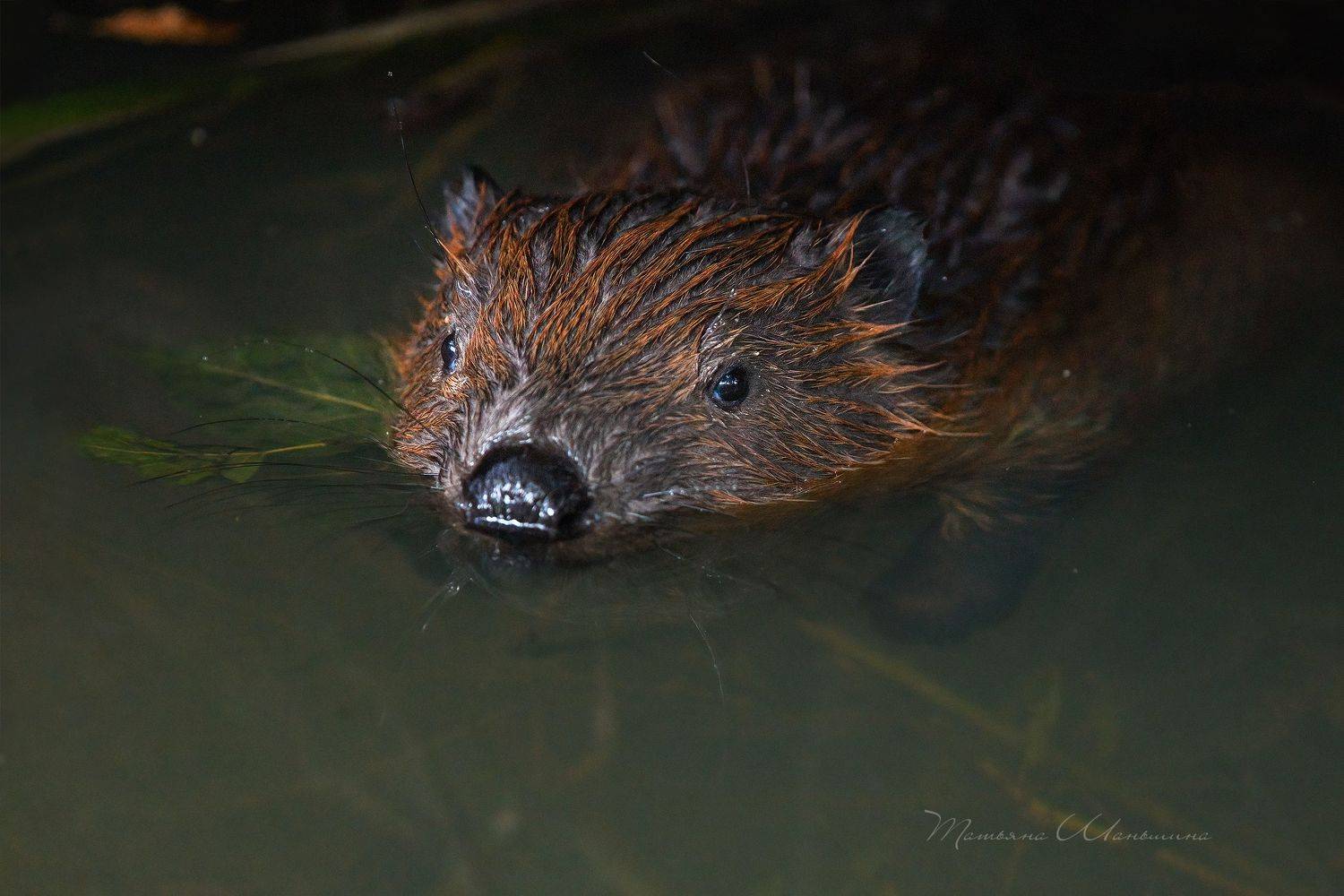 Дикая природа, бобры, Татьяна Шаньшина