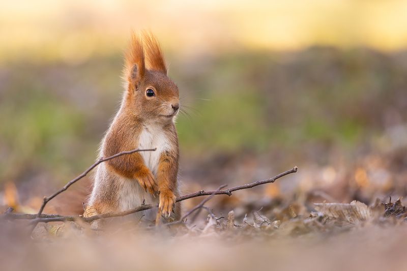 Squirrel фото превью