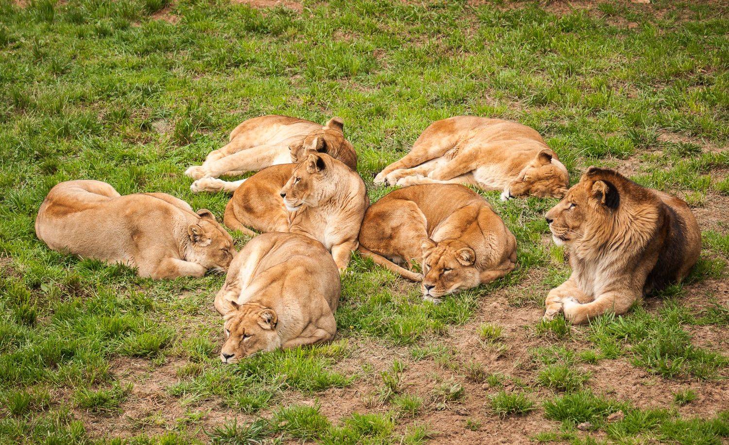 , Максимова Дария