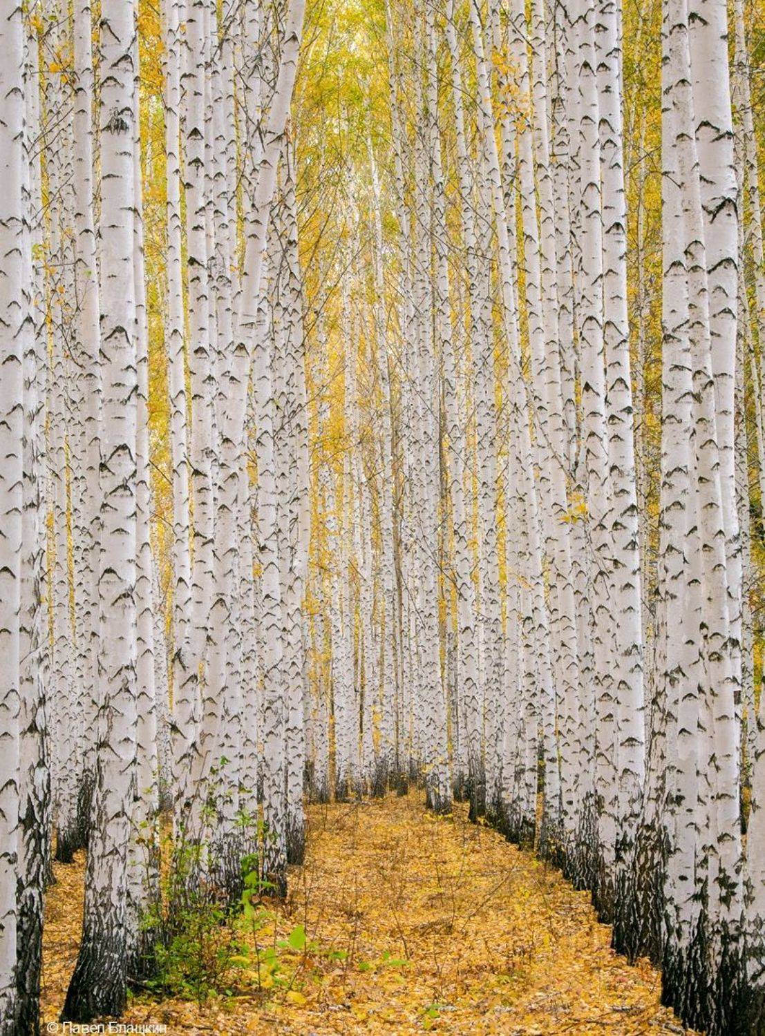 берёзовая роща, Блашкин Павел