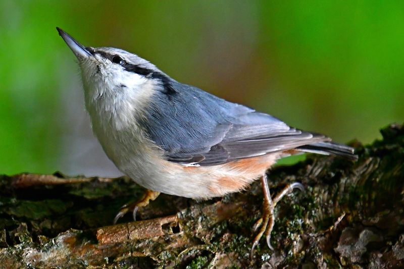 Sitta europaea.. фото превью