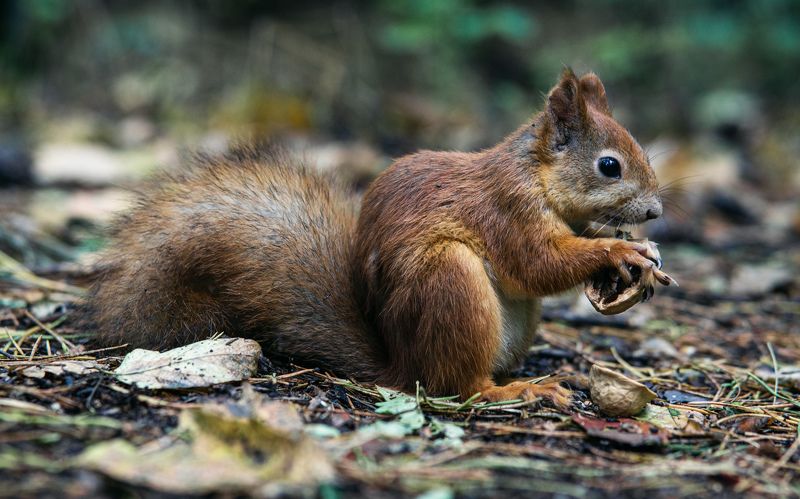 Белка фото превью