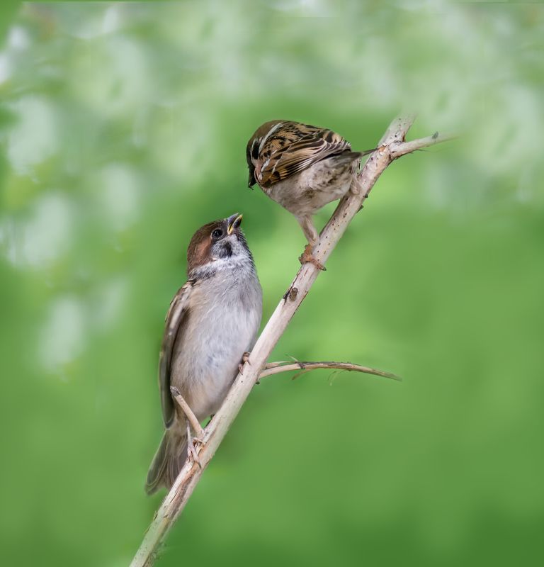 птицы, воробей, кормление, забота, шире клюв фото превью