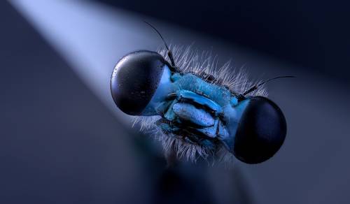 Platycnemis pennipes