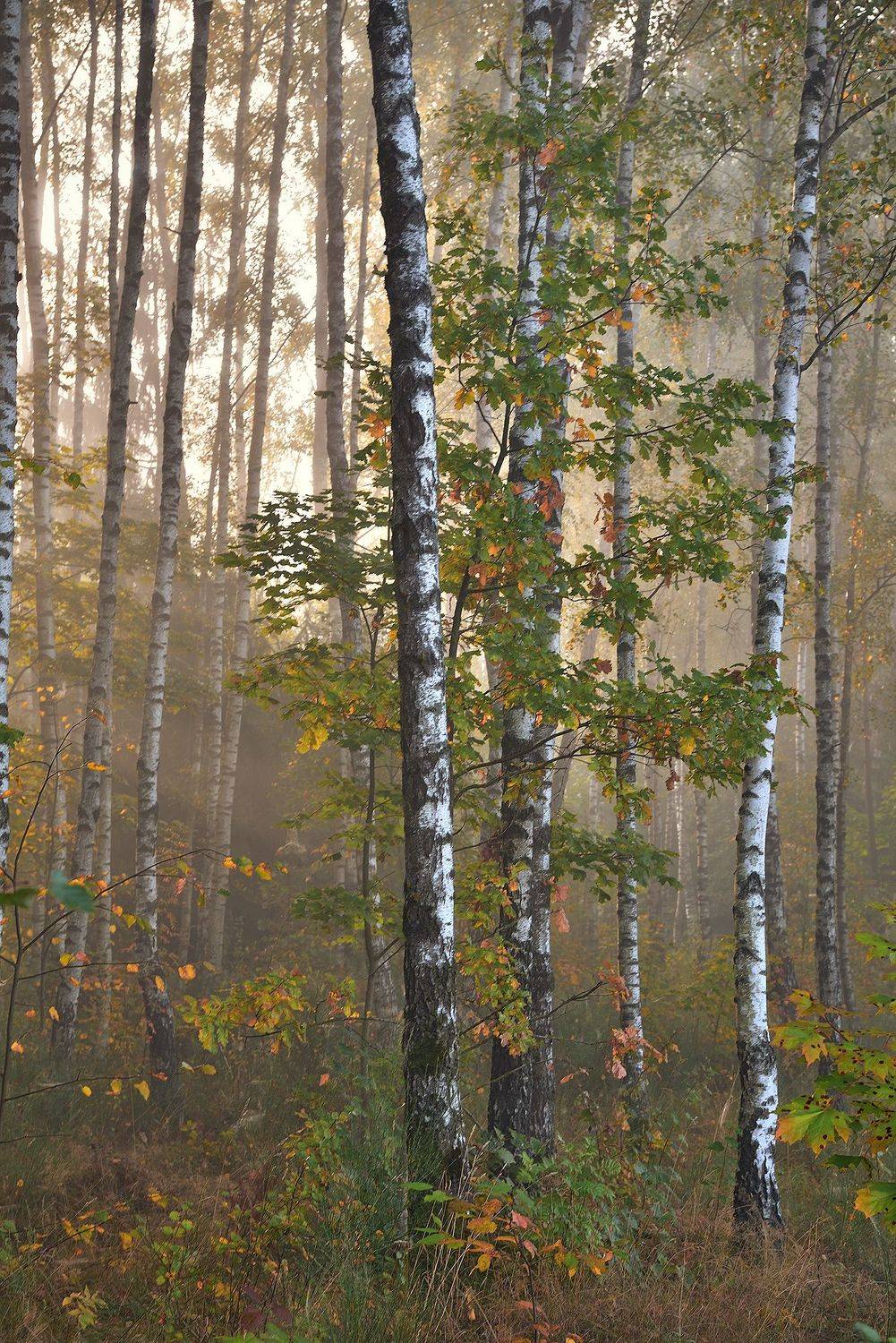 , Руслан Авдевич