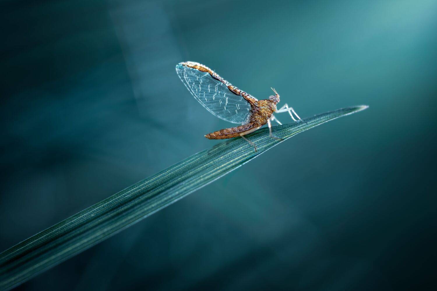 insect, mayfly, bug, bugs, leaf, grass, macro, spring, love, moon, night, moody, artistic,, Atul Saluja