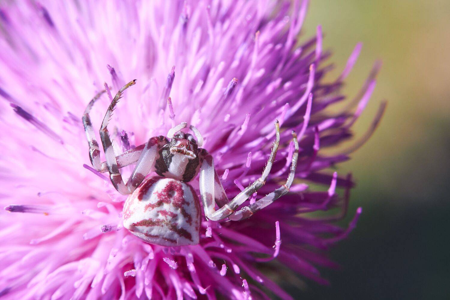 Thomisus onustus, volgograd, russia, wildife, spider, , Сторчилов Павел