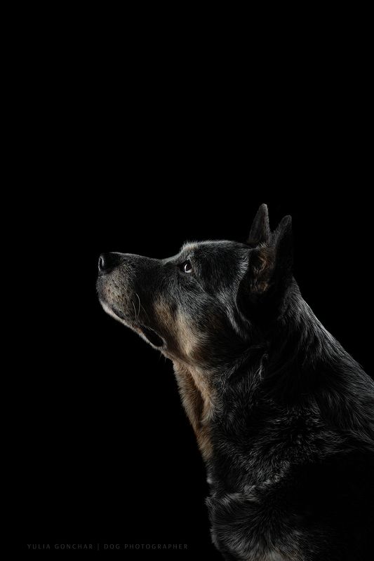 Австралийский хилер фото превью