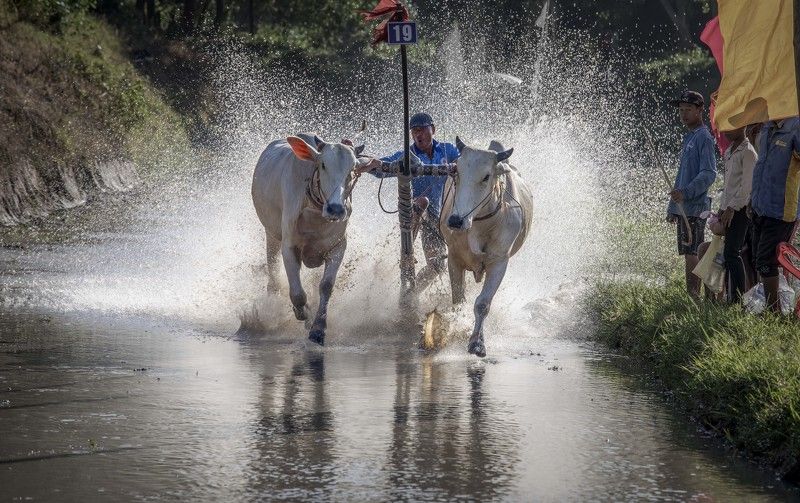 Cow racing фото превью