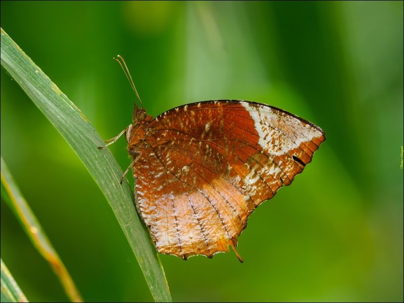 Tailed palmfly фото превью