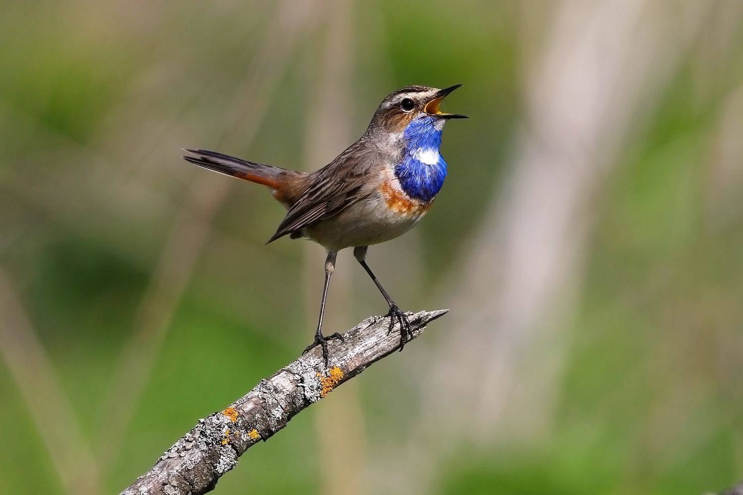 варакушка, птицы, фото птиц, Aleksandr Shipilenko