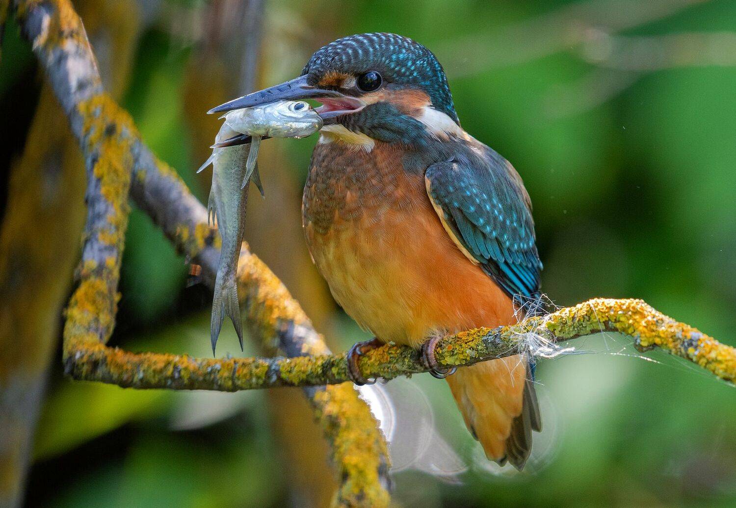 птица зимородок лето рыбалка рыба, Руслан Сигушин