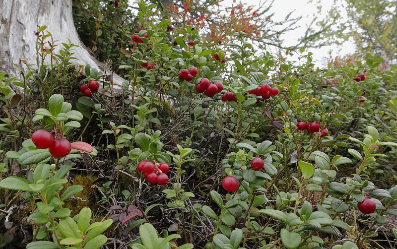 Vaccinium vitis-idaea фото превью