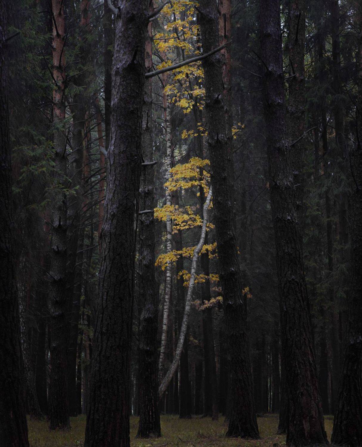 , Баранов Олег