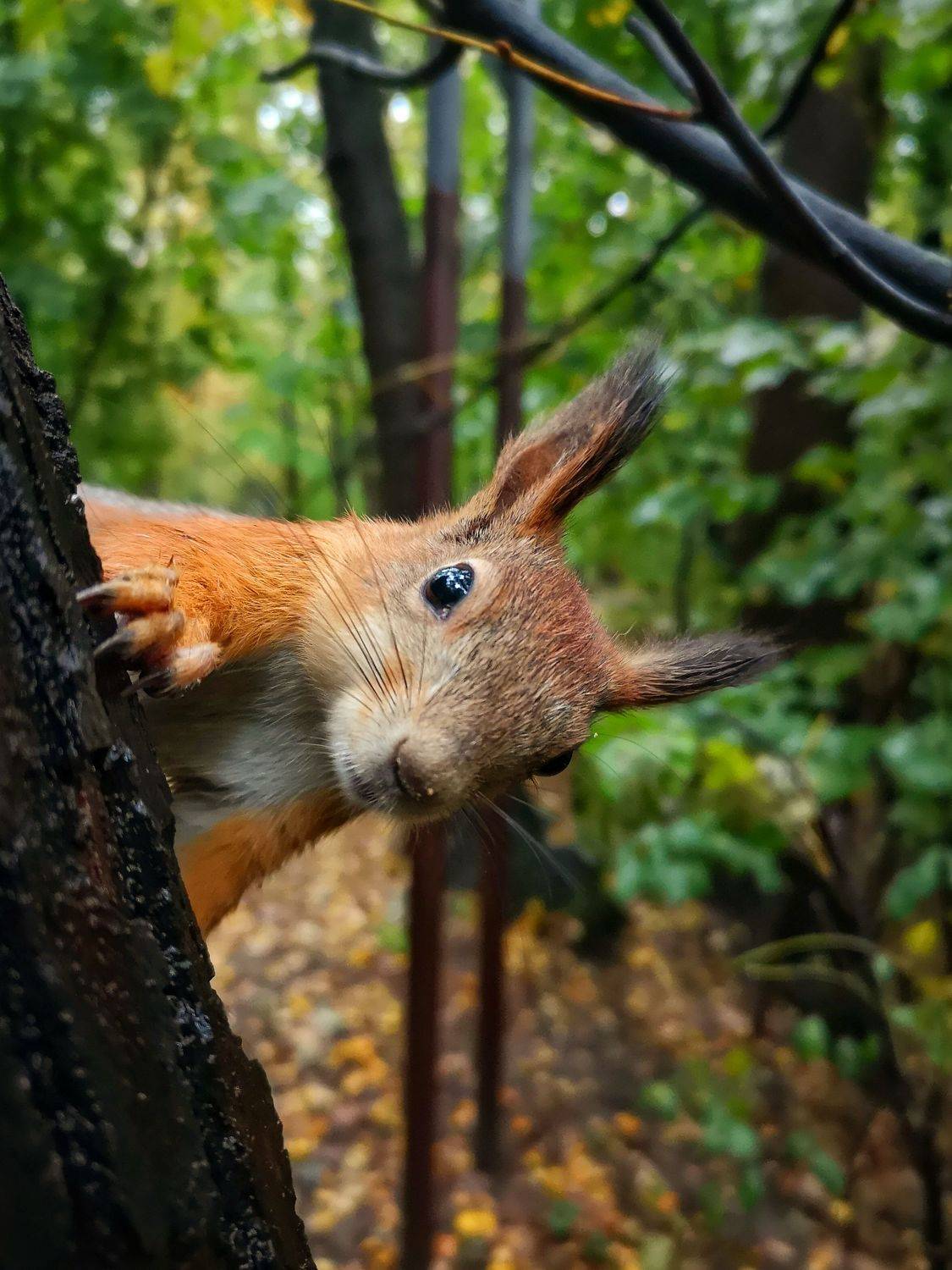 , Роман Алябьев