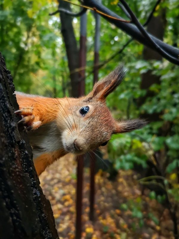 Поймал белочку фото превью