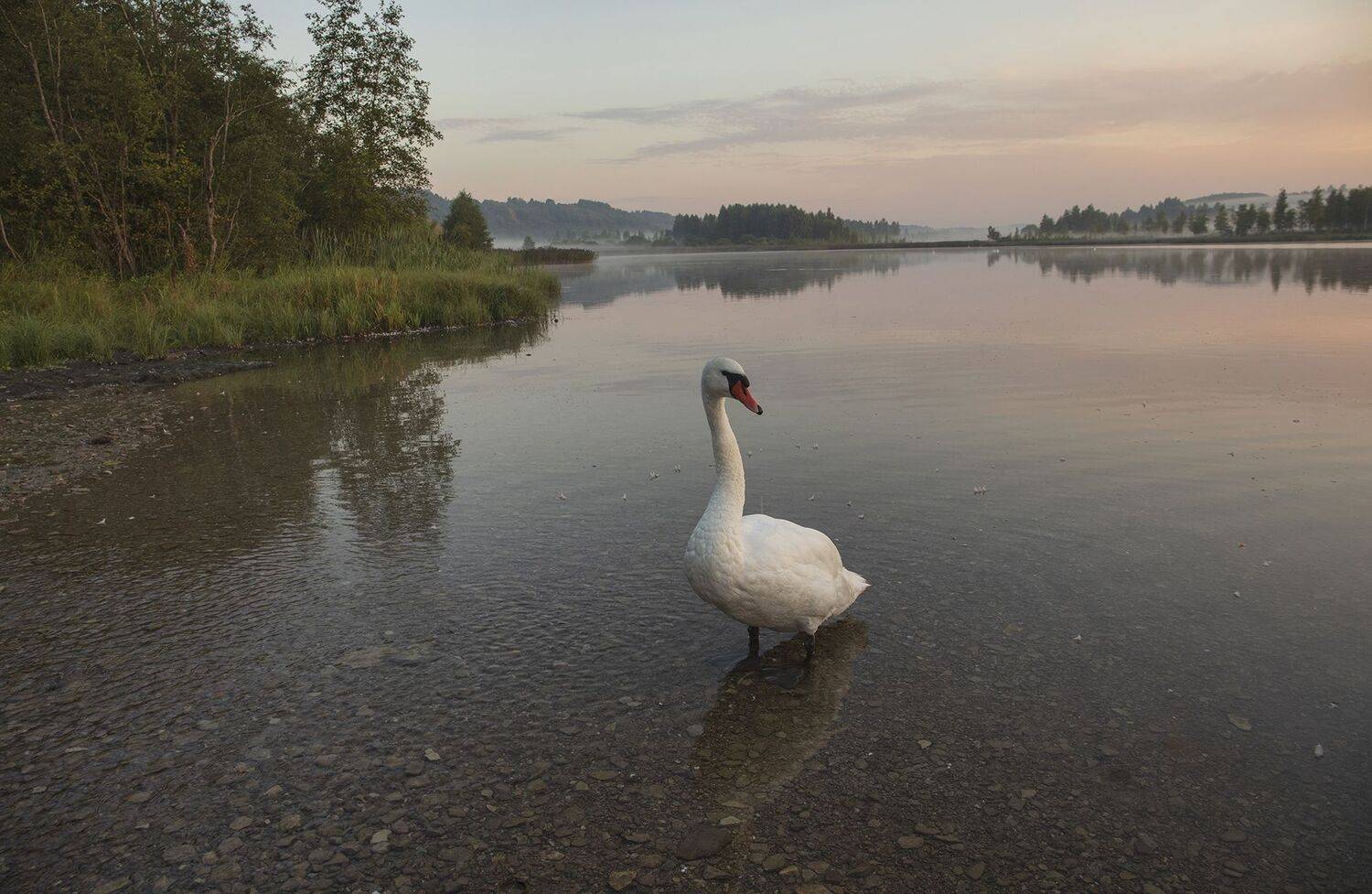 псковская обл,изборск,городищенское озеро,лебедь, alexOmRam