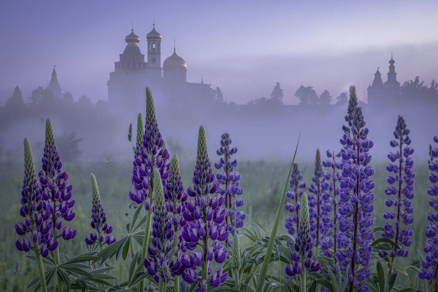 истра, Гусева Елена