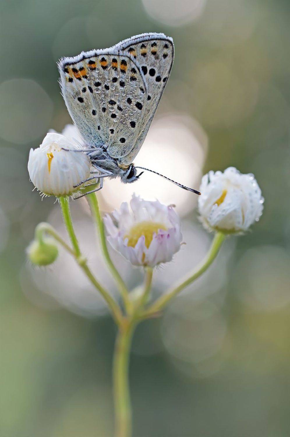 , Чепленко Алексей