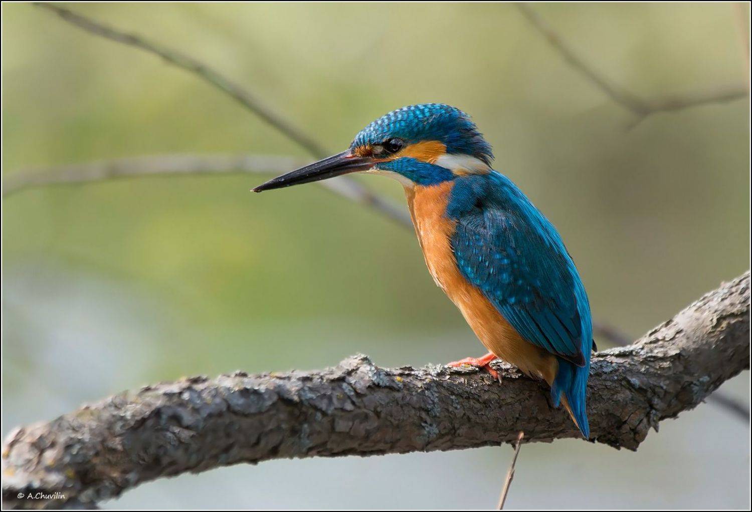 птица,зимородок,яркая,встреча, Александр Чувилин