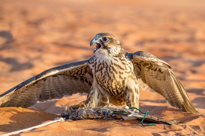 Хищник. фото превью