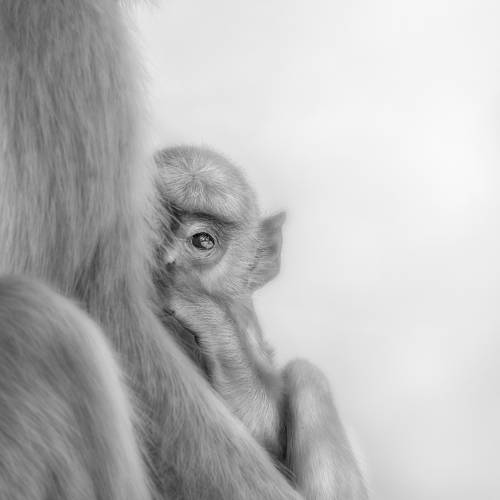 Peekaboo