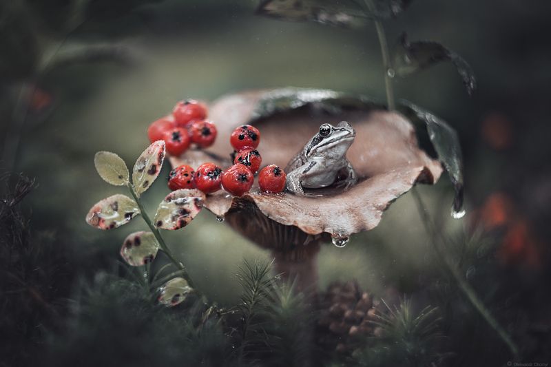 *** фото превью