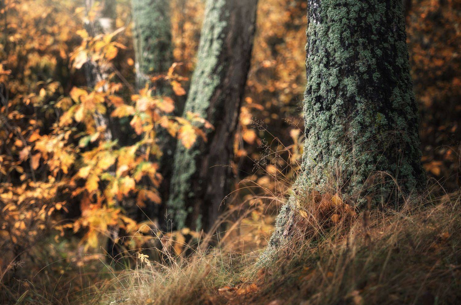 , Мозжухин Максим