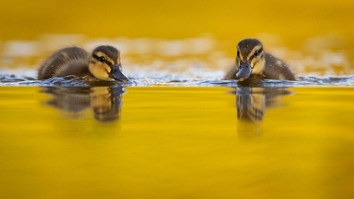 Ducklings. Автор: Robert Adamec , Robert Adamec