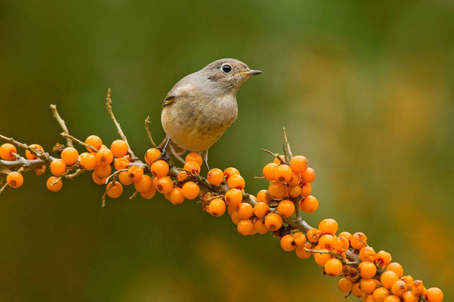 облепиха,ветка,горихвостка,самка,кормёжка, Иван
