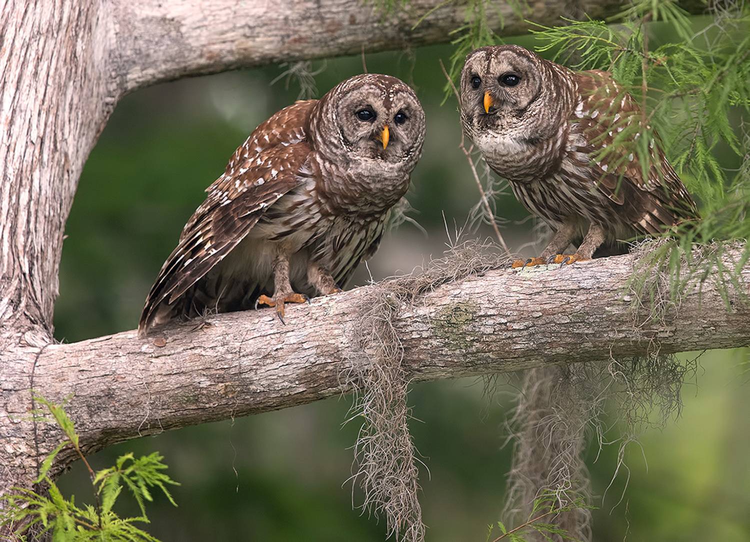 пёстрая неясыть, cова, owl, florida,флорида, хищные птицы, barred owl, Etkind Elizabeth