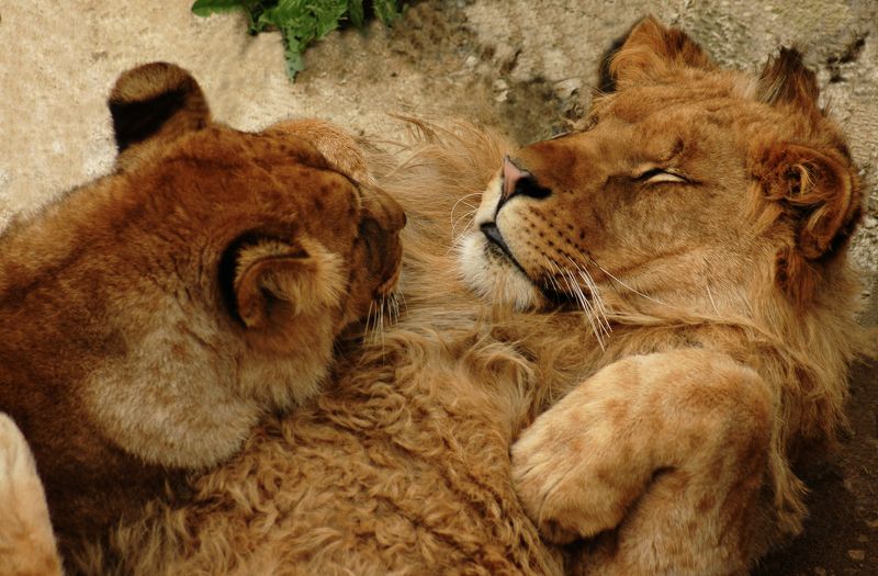 Мииилый! фото превью