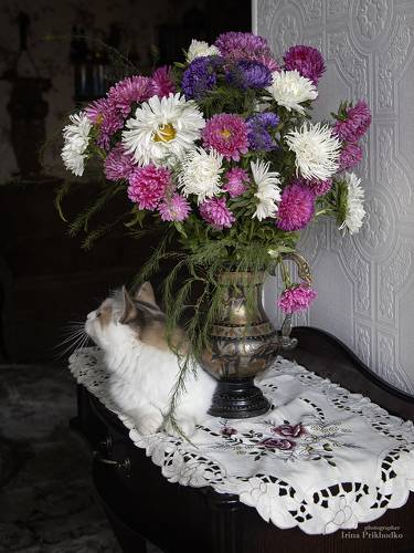 Букет астр и Бусинка
