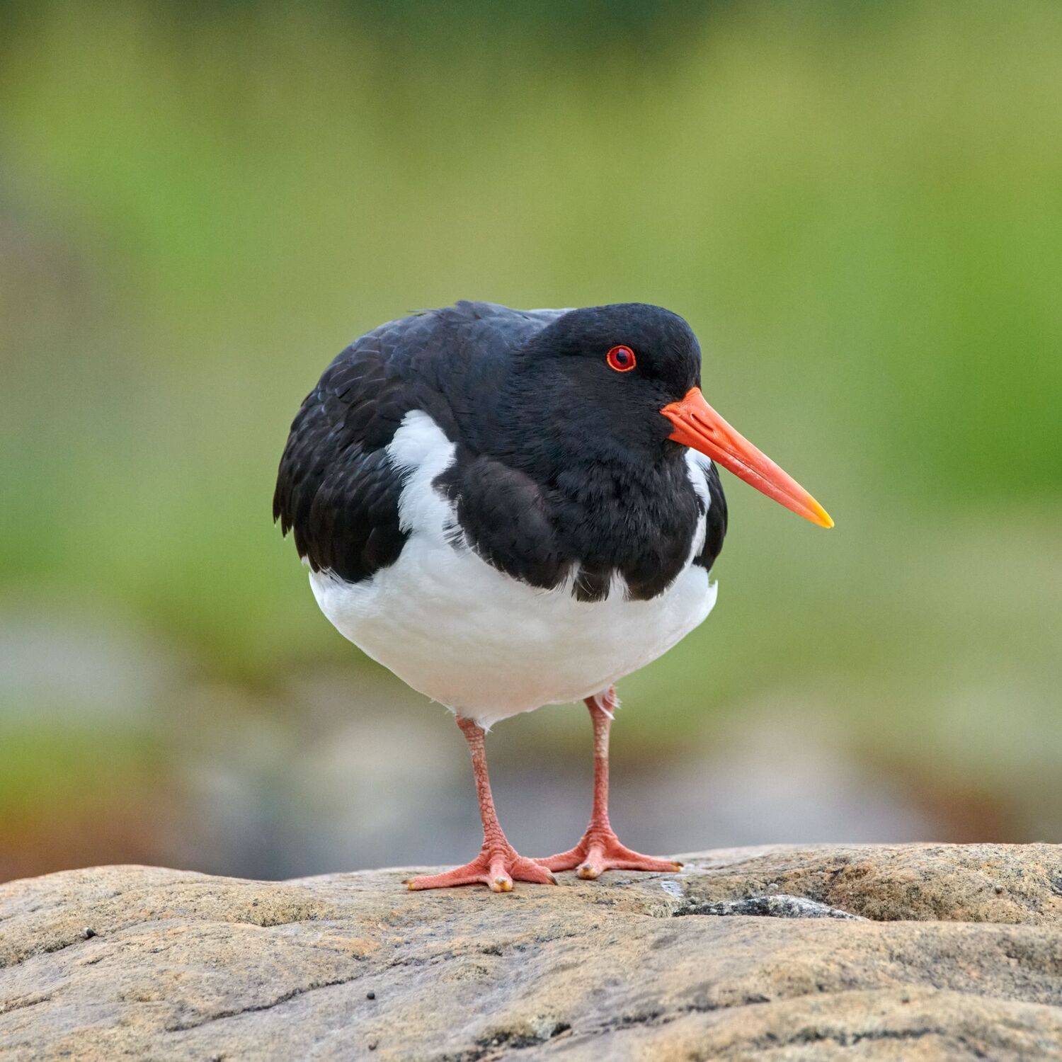 #bird #wildlife #nature #birdphotography, Александр Семенов