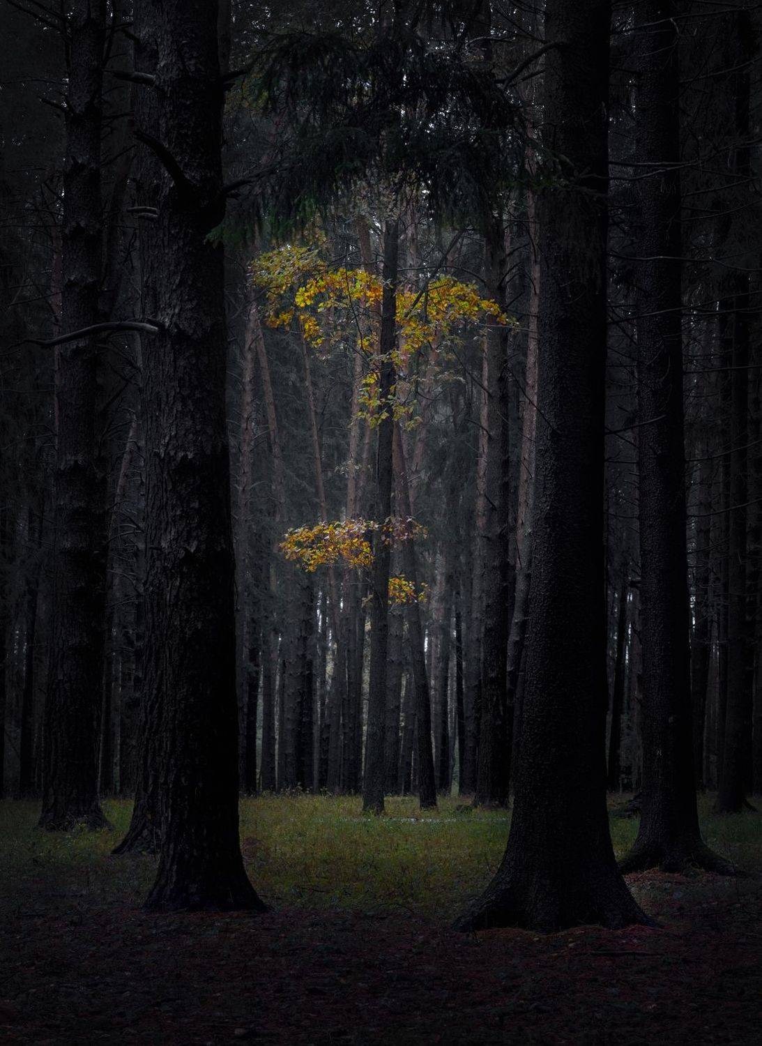 , Баранов Олег