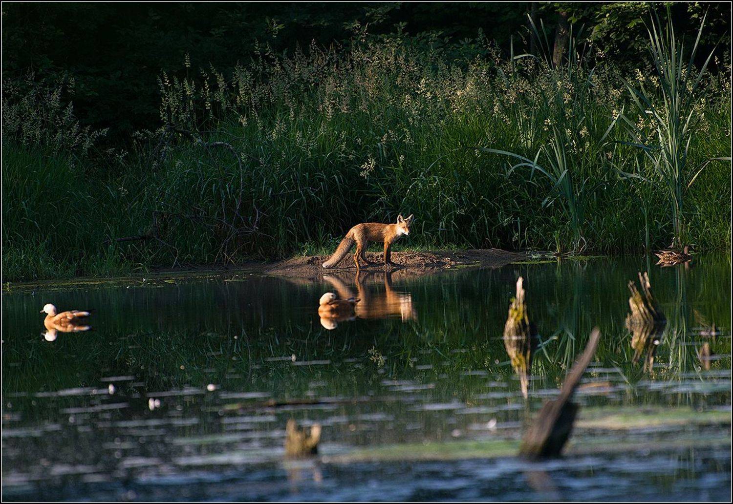 москва, пруд, лиса, АНАТОЛИЙ ДОВЫДЕНКО