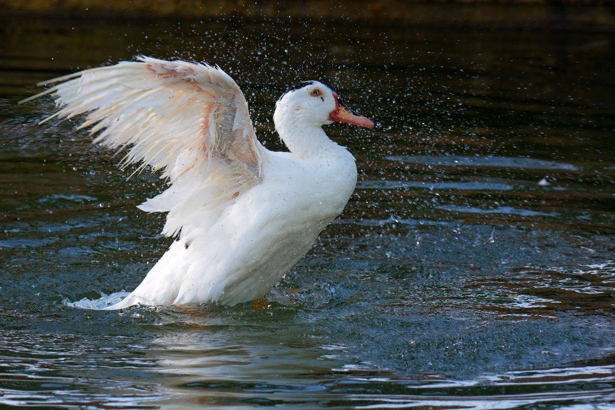 , Людмила Бекман