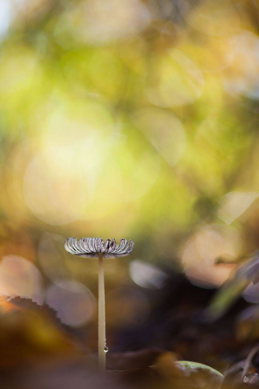 , Викулов Николай