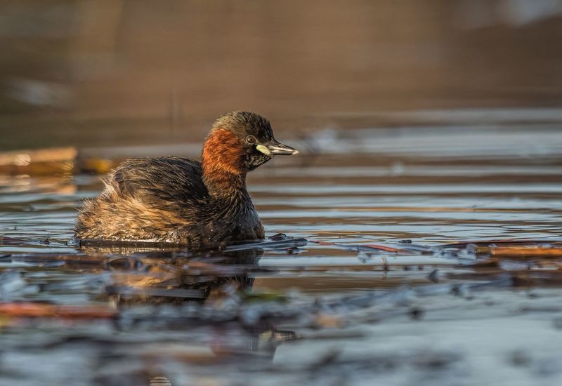 Perkozek (Tachybaptus ruficollis) фото превью