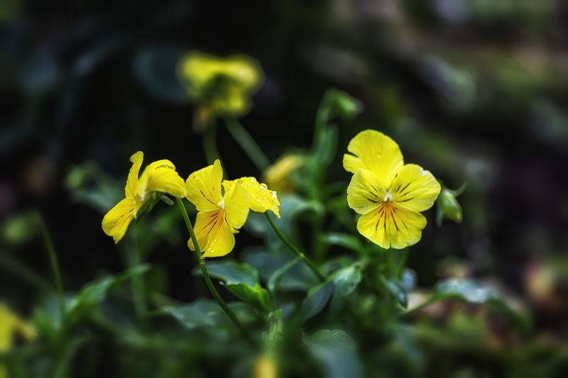 tellow flowers, meadow, forest flowers, blur, dark background yellow meadows flowers фото превью