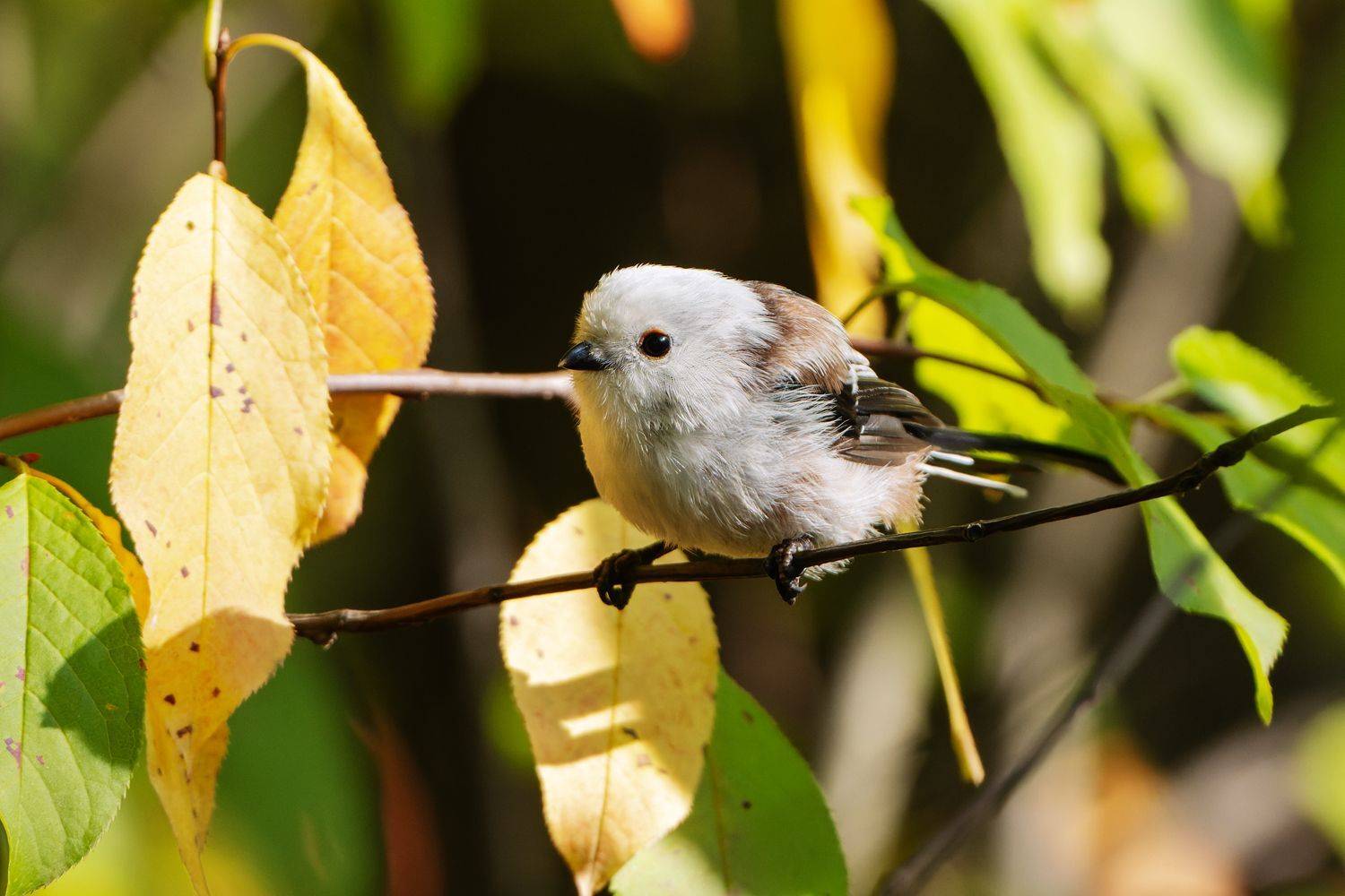 ополовник, синица, фото птиц, Aleksandr Shipilenko