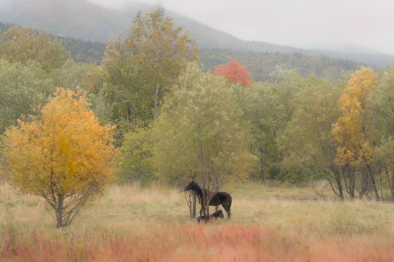 Спокойствие  фото превью