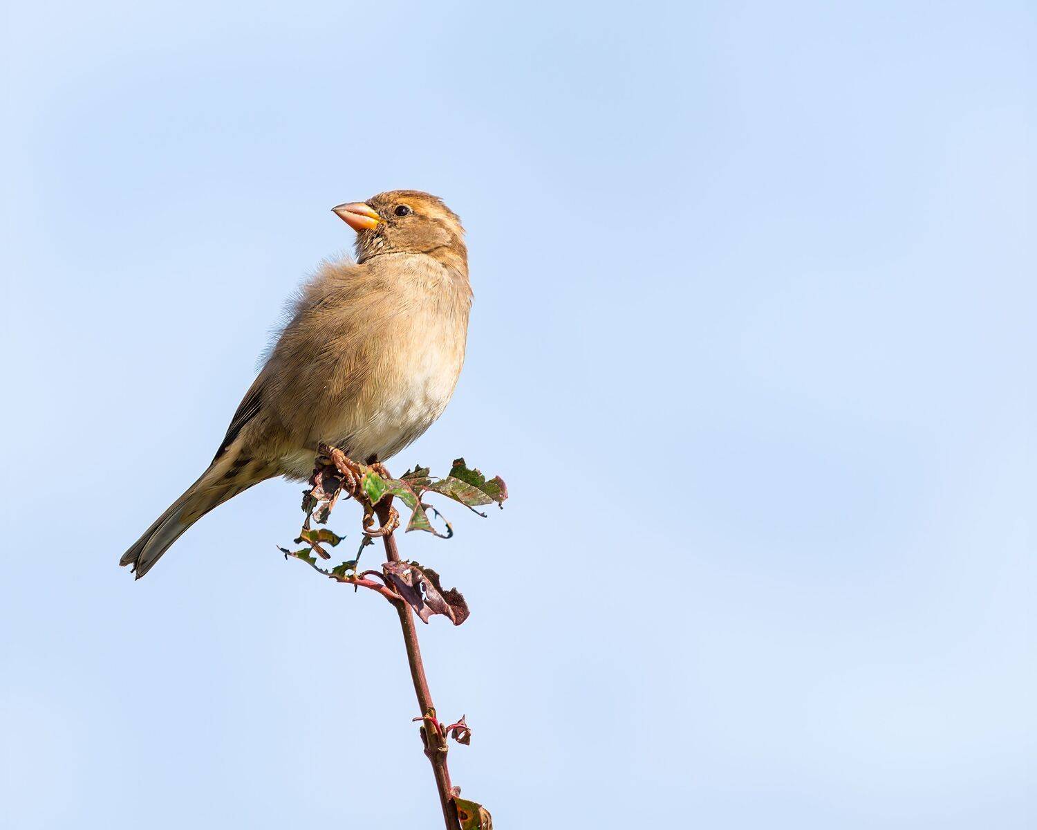 полевой воробей, Алексей Рыльский