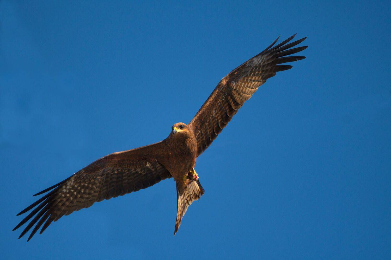 closeup, bird, birds, wild, wings, beauty, nature, swan, feather, spread, little sparrow,animal,animals,nikon,tailorbird,portraitm,eyes,eagle,kite,flying,sky,prey, G N RAJA