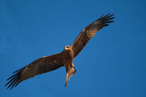 Soaring