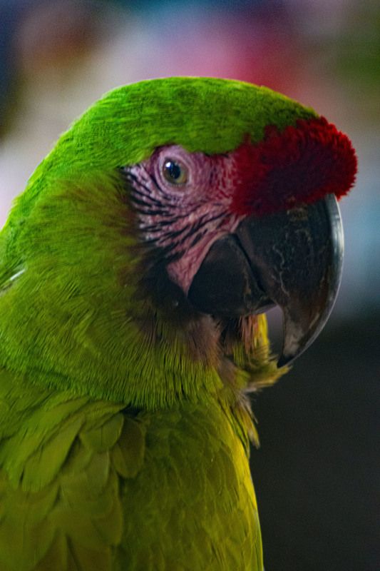 Guacamaya фото превью