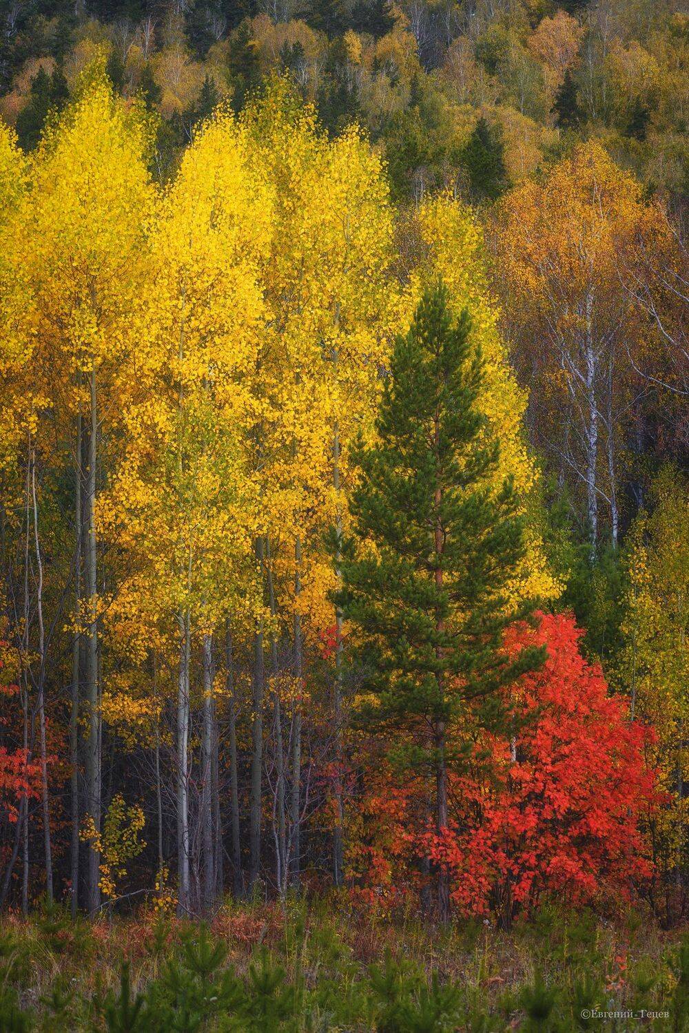 пейзаж, осень, цвет, деревья, Евгений Гецев